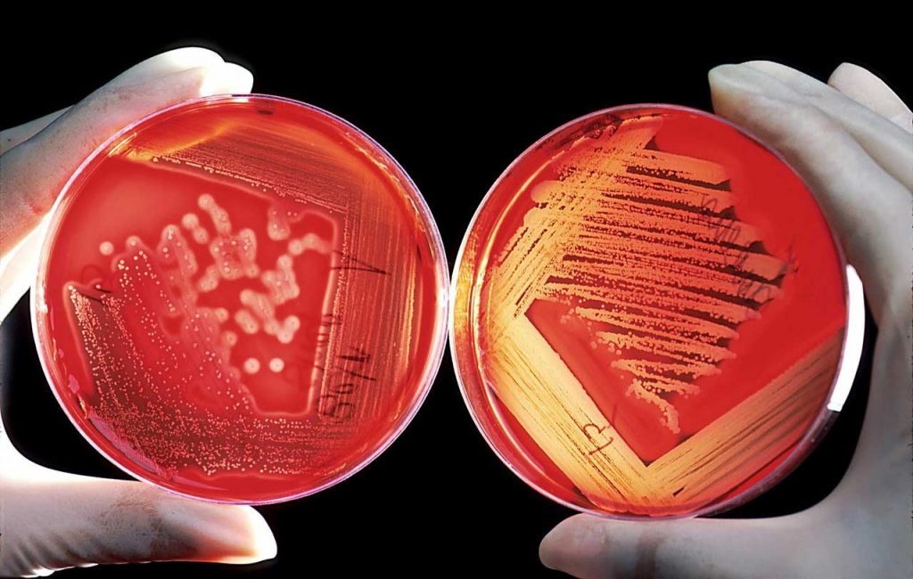 désinfection germes pathogenes champignons best anti-nuisibles 3D bormes les mimosas